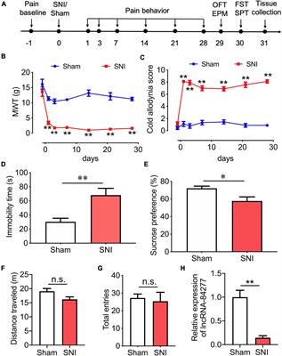 LncRNA-84277 is involved in chronic pain-related depressive behaviors through miR-128-3p/SIRT1 axis in central amygdala